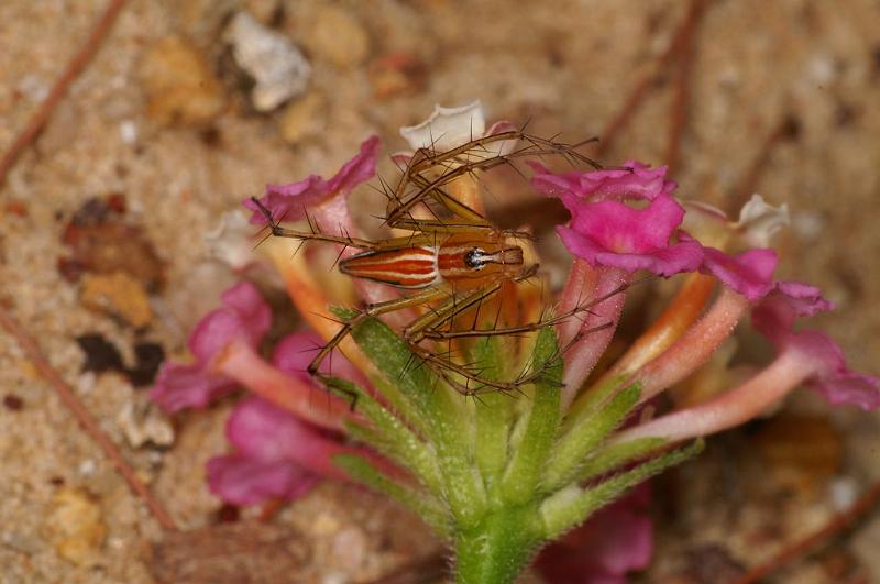 Oxyopes_quadrifasciatus_D7785_Z_88_North Stradbroke island_Australie.jpg